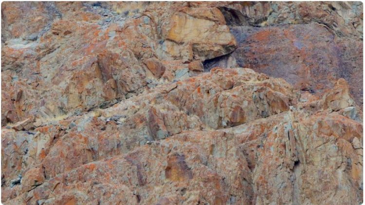 A mund ta gjeni leopardin e dëborës në këtë foto?