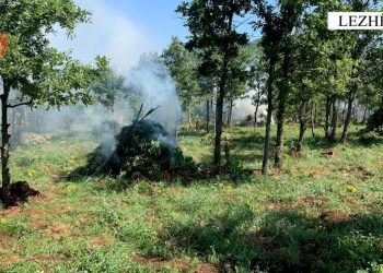 Asgjesohen 5700 bimë kanabisi në Lezhë, prangoset autori