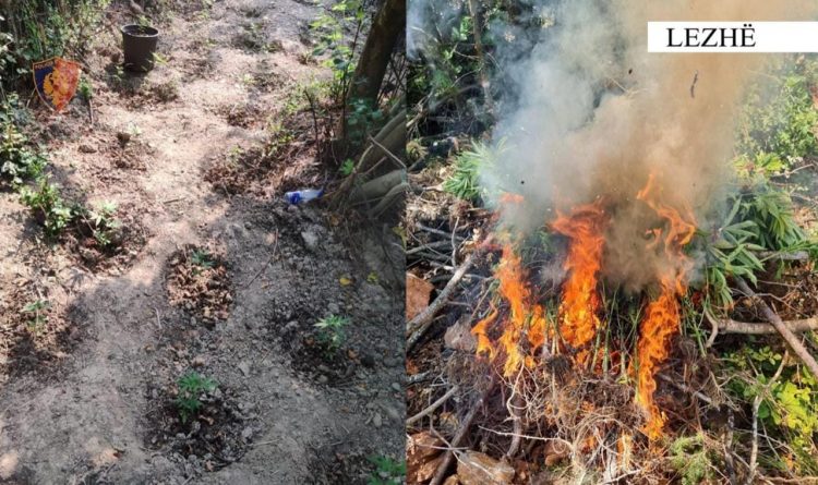 Asgjesohen mbi 300 bime kanabis në Lezhë, arrestohet 42 vjeçari