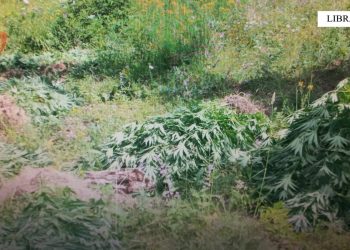 Asgjësohen 491 bimë kanabis në Librazhd, në kërkim dy persona