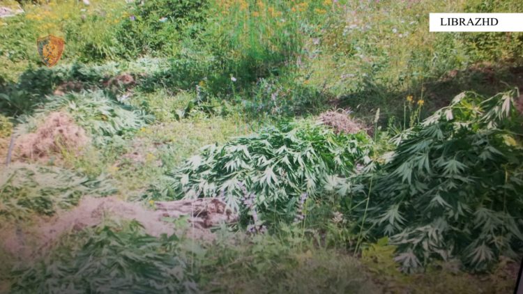 Asgjësohen 491 bimë kanabis në Librazhd, në kërkim dy persona