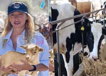 Krifca harxhon 258 MLN lekë për matrikujt e kafshëve, fiton pa garë oferta më e shtrenjtë