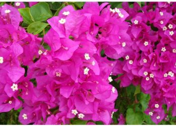 Ja lulja që Naim Frashëri solli në Sarandë