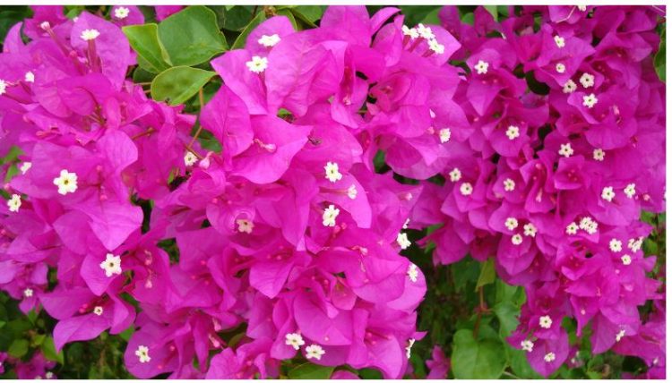 Ja lulja që Naim Frashëri solli në Sarandë