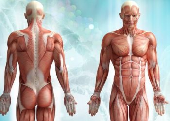 Mishi i njeriut nuk ka shije? Ja çfarë thonë ata që e kanë provuar