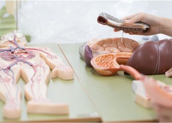 Ja organet e trupit të njeriut, pa të cilat mund të jetojmë