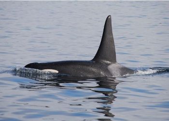 Portugalia merr vendimin në lidhje me balenat “vrasëse”