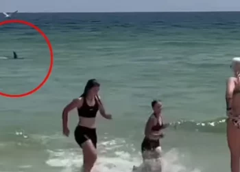 Terror në plazh, shfaqet peshkaqeni shumë afër bregut (Shikoni videon)
