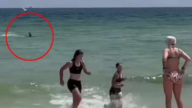 Terror në plazh, shfaqet peshkaqeni shumë afër bregut (Shikoni videon)