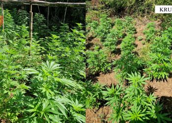 Droga në Krujë, Policia arreston kultivuesin, shpall në kërkim bashkëpunëtorin
