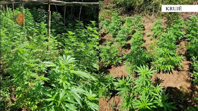 Droga në Krujë, Policia arreston kultivuesin, shpall në kërkim bashkëpunëtorin