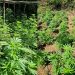 Droga në Krujë, Policia arreston kultivuesin, shpall në kërkim bashkëpunëtorin
