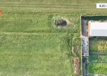 Babë e bir ngritën 10 sera kanabisi, arrestohet djali 36-vjeçar në Krujë