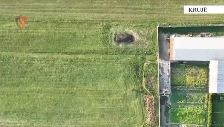 Babë e bir ngritën 10 sera kanabisi, arrestohet djali 36-vjeçar në Krujë