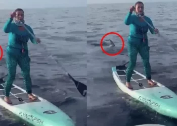 Qetësia e pabesueshme e gruas teksa bënte serf, pranë peshkaqenit 500 kg (VIDEO)