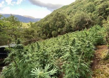 U kap në plantacion kanabisi, arrestohet shqiptari