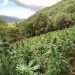 U kap në plantacion kanabisi, arrestohet shqiptari