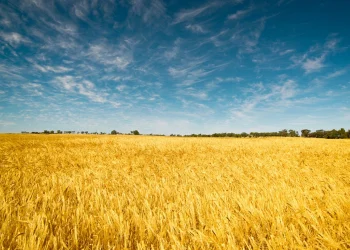 “Deti i Zi” do të mbetet i mbyllur për grurin, deri në fund të luftës