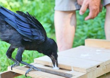 Edhe kjo ndodhi! Suedia u “gjen punë” sorrave