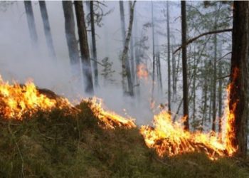 Përfshihet nga zjarri masivi pyjor në Kreshpan të Fierit