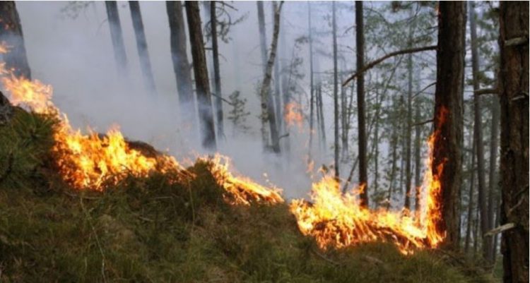 Përfshihet nga zjarri masivi pyjor në Kreshpan të Fierit