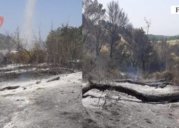 Dogji pyllin për të hapur kullota, arrestohet 28 vjeçari në Fier