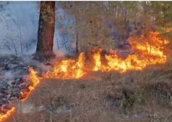 Pylli i Peshtanit nën flakë, vatra e zjarrit u përhap gjatë natës
