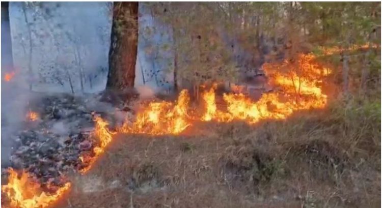 Pylli i Peshtanit nën flakë, vatra e zjarrit u përhap gjatë natës