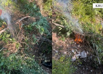 Asgjësohet kanabis në Malësitë e Krujës, asnjë i arrestuar