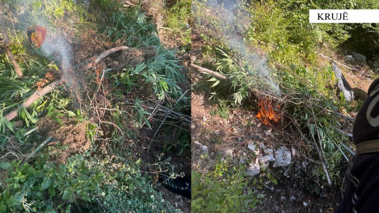 Asgjësohet kanabis në Malësitë e Krujës, asnjë i arrestuar