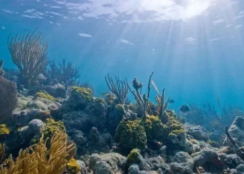 Thyhet rekordi i nxehtësisë së oqeanit, shkencëtarët: Do ketë pasoja