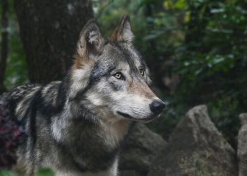 “Ujku i rekordeve” bëri 2 mijë kilometra…dhe u vra nga një fëmijë