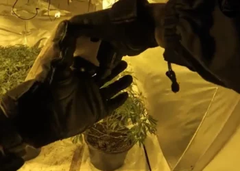 U kap në fermë kanabisi, dënohet me 8 muaj burg (Emri+Video)