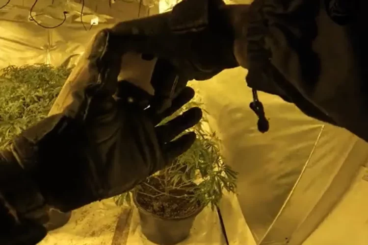 U kap në fermë kanabisi, dënohet me 8 muaj burg (Emri+Video)