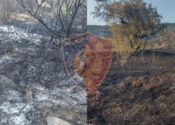 Dogji 300 pemë frutore, vihet në hetim një person