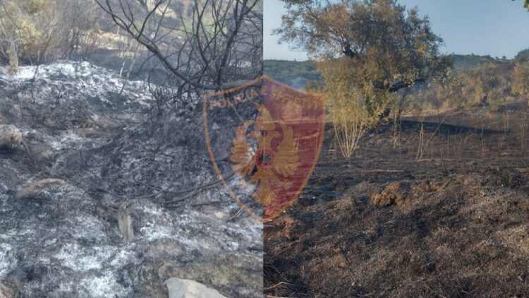 Dogji 300 pemë frutore, vihet në hetim një person