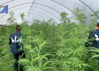 Zbulohet plantacioni i drogës në Itali, arrestohet i riu shqiptar
