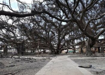 E frikshme/ Fotot tregojnë fuqinë vrastare të zjarrit