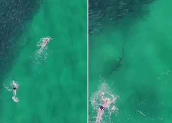 “Not me peshkaqenin”, momente paniku mes pushuesve