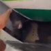 Panik brenda avionit, një ari del nga kafazi (VIDEO)