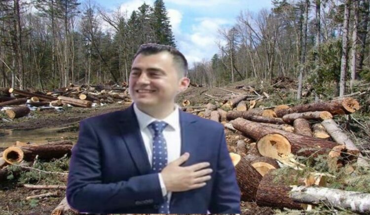 Gledjan Llatja xhiron 250 MLN lekë pa garë tek oligarkët e pyjeve