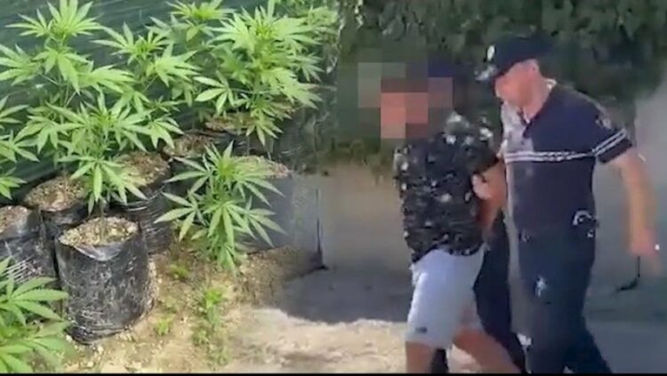 Kanabisin në Zall Herr e zbuluan italianët, Ushtria e ruante…