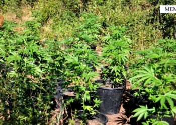 Asgjësohen bimë kanabisi në Memaliaj, procedohet kryetari i fshatit