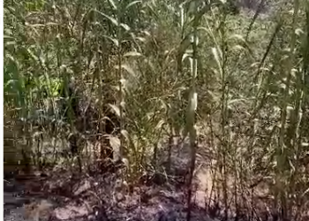 Zjarr në një ullishte, dyshohet se ishte i qëllimshëm