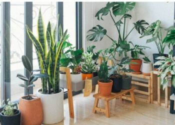 Pse s’duhet të përdorni dheun e kopshtit për bimët në vazo