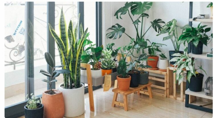 Pse s’duhet të përdorni dheun e kopshtit për bimët në vazo