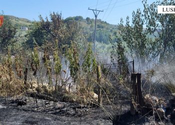 Dogji 30 Ha me vreshta dhe dru frutorë, arrestohet i riu në Lushnjë