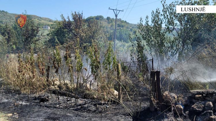 Dogji 30 Ha me vreshta dhe dru frutorë, arrestohet i riu në Lushnjë