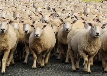 Bullgaria jep shembullin, hap “Akademinë e Barinjve”