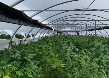 Zbulohet plantacioni më i madh i kanabisit në histori